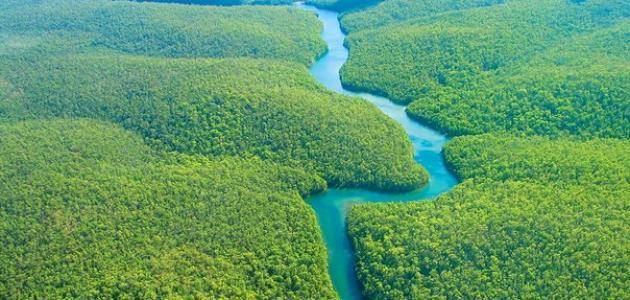 صورة أجمل الغابات في العالم