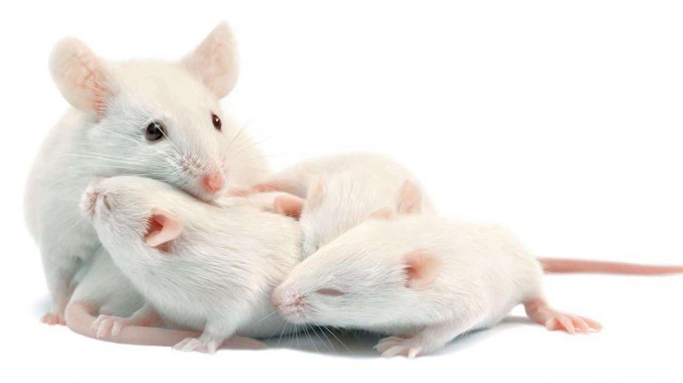 تفسير رؤية الفئران في المنام لابن شاهين