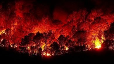 صورة حريق تنومة … حريق هائل في غابات السعودية